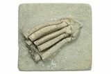 Partial Crinoid (Scytalocrinus) Fossil - Crawfordsville, Indiana #269715-1